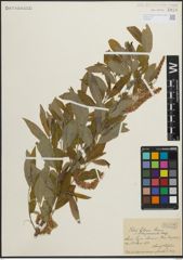 Foto von Salix pedicellata Desf.